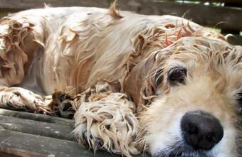 В России предложили ввести штрафы за выброшенных домашних животных