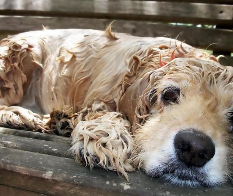 В России предложили ввести штрафы за выброшенных домашних животных