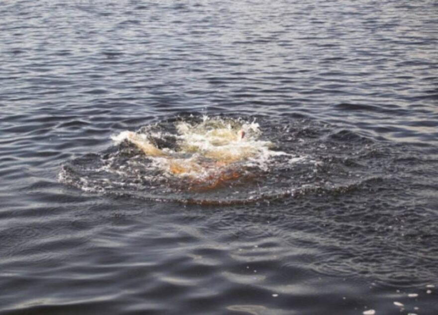 В Тверской области утонул 17-летний подросток