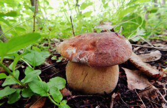 Выяснилось, где в Тверской области уже пошли настоящие грибы