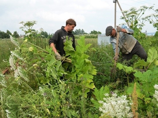 В Оленино думают, как бороться с борщевиком
