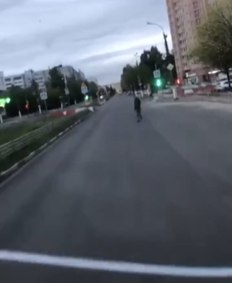 Семья лосей гуляет по улице в Твери