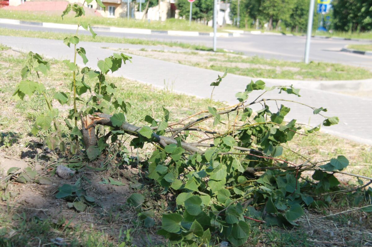 Безнадзорные лошади уничтожили красивые липы в Тверской области