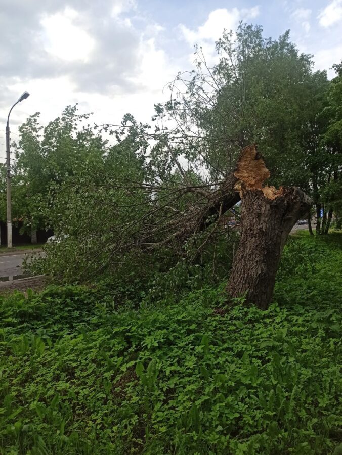 Ветер и дождь поломали деревья в Твери