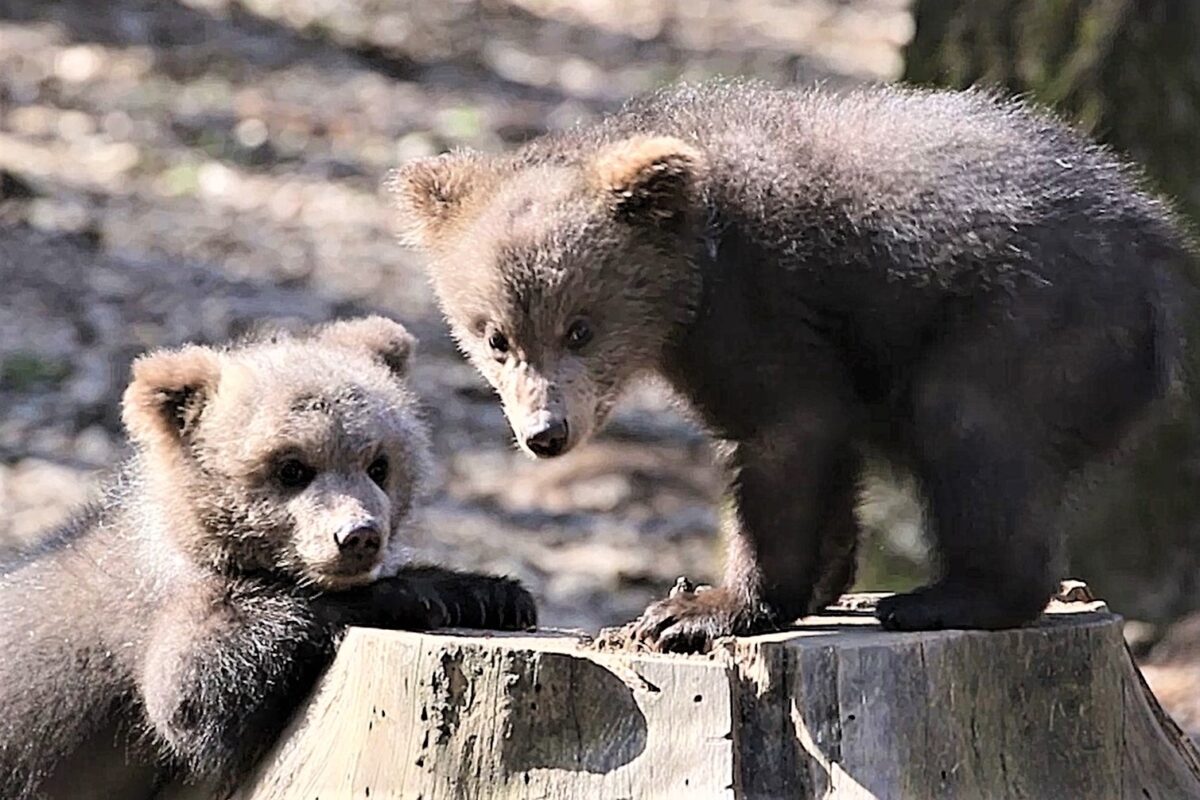 Дружба Ежика и Веснушкина в Тверской области крепнет с каждым днём