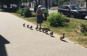 Жительница Тверской области напоила утят и проводила к Волге