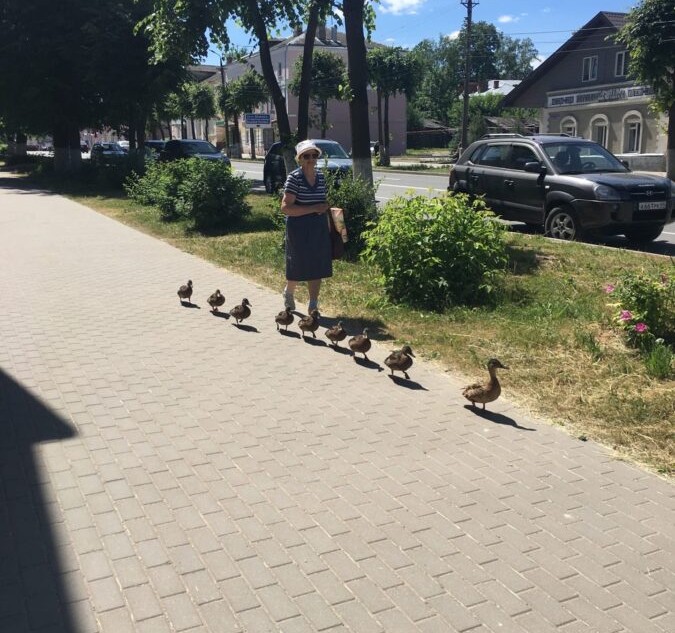 Жительница Тверской области напоила утят и проводила к Волге