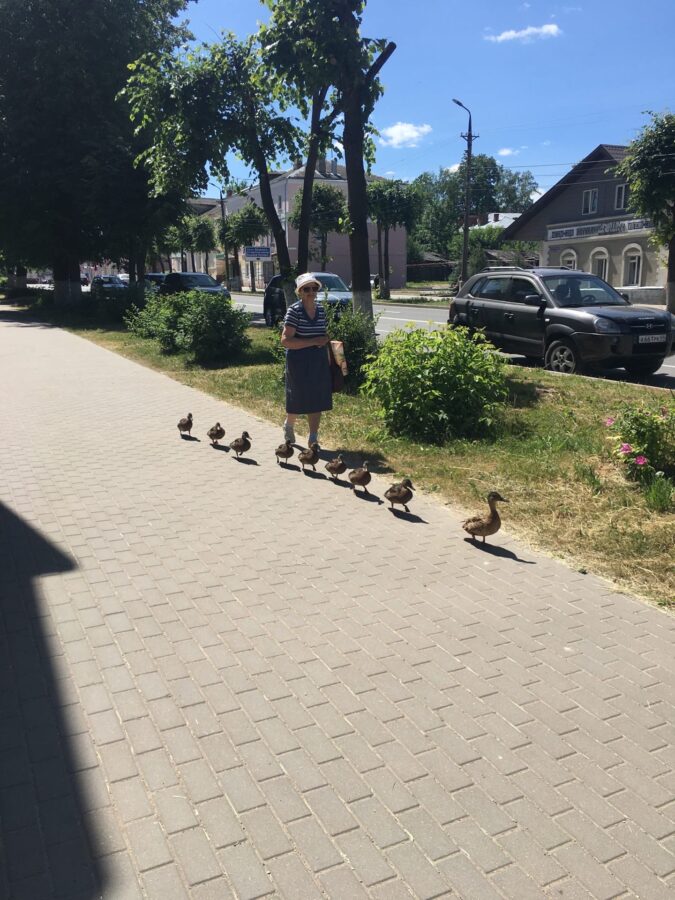 Жительница Тверской области напоила утят и проводила к Волге