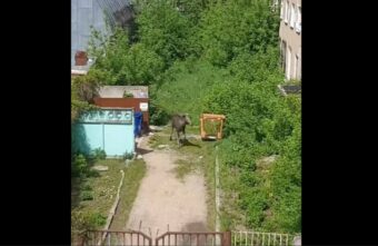 В Твери сотрудники МЧС спасли заблудившегося во дворах лосенка