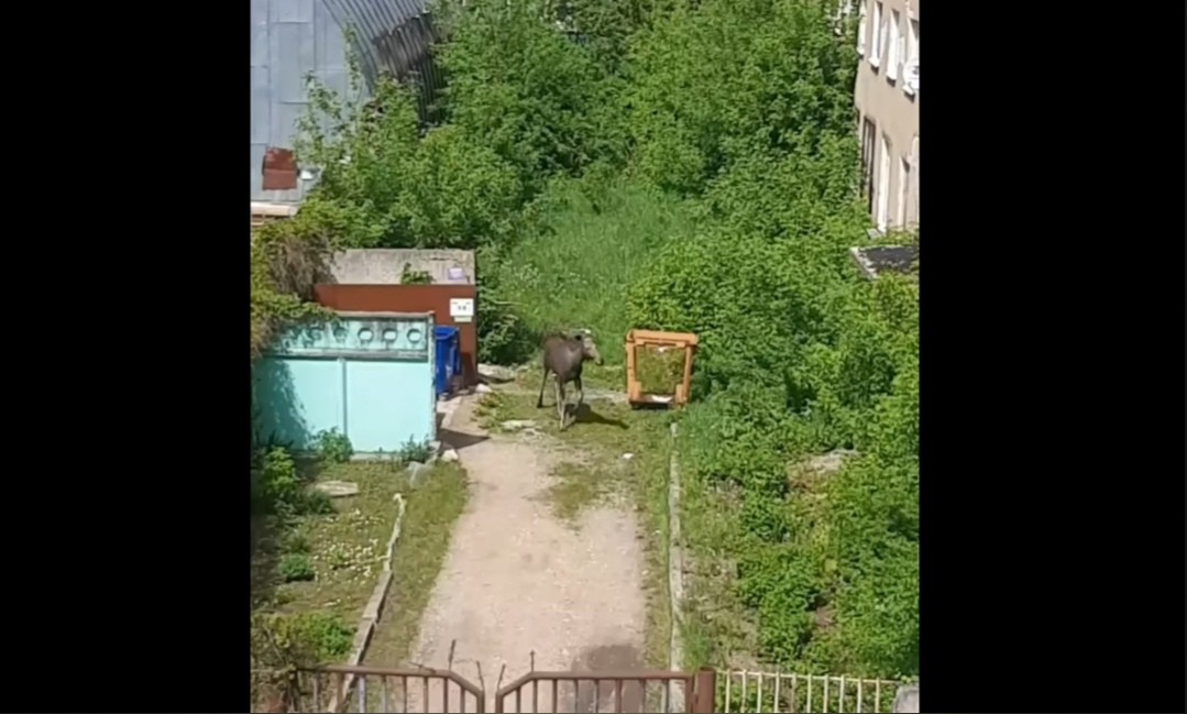 В Твери сотрудники МЧС спасли заблудившегося во дворах лосенка