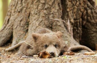 Спасенные медвежата в Тверской области нашли себе новое занятие в лесу