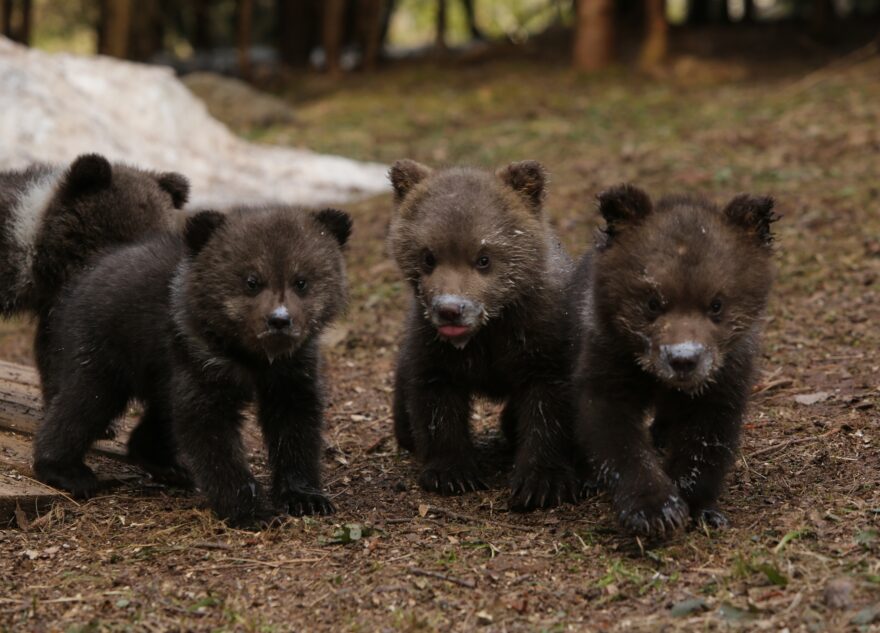Забавные игры медвежат в Тверской области попали на видео