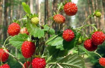 Тверская область попала в десятку самых ягодных регионов России Тверская область попала в десятку самых ягодных регионов России