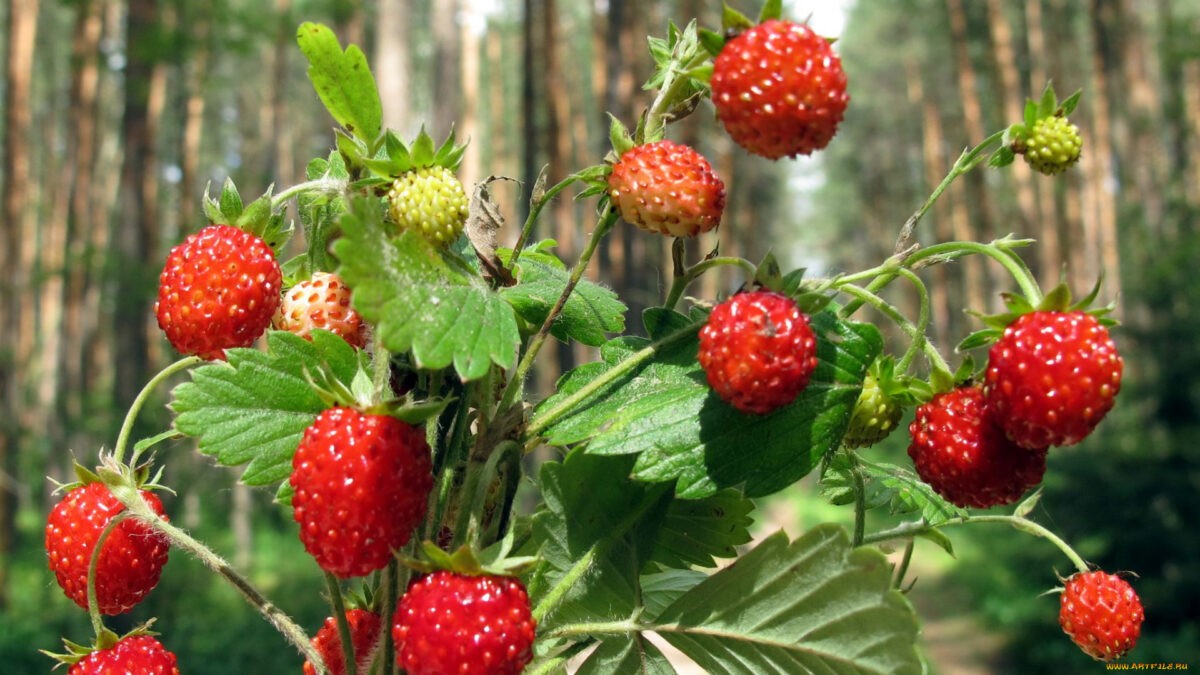 Тверская область попала в десятку самых ягодных регионов России