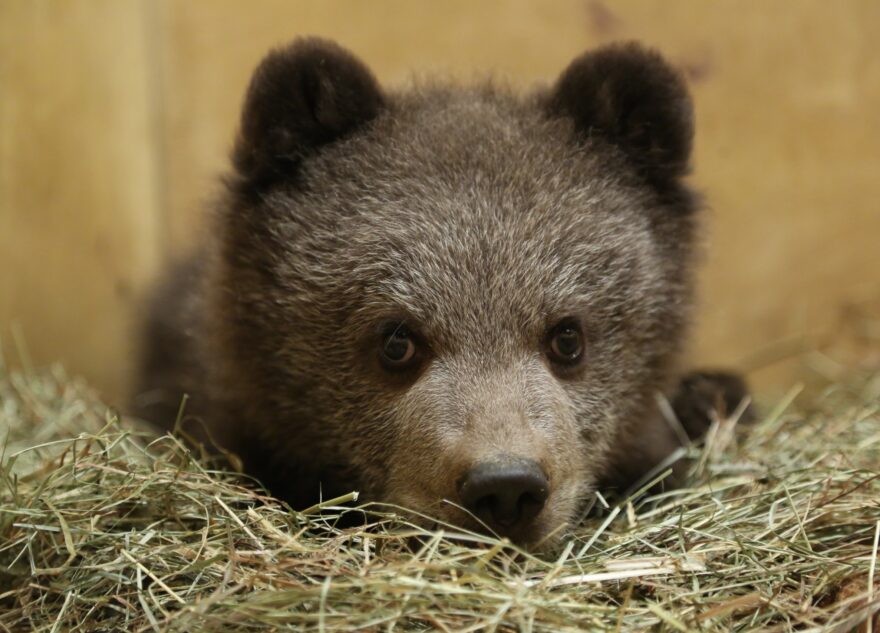 Биологи рассказали о самочувствии травмированного в Тверской области медвежонка Веснушкина