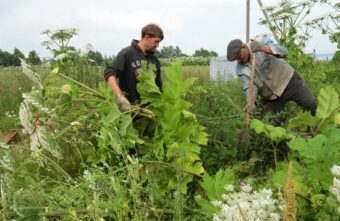 Жителей Андреапольского округа предупредили о штрафах из-за борщевика на участках Жителей Андреапольского округа предупредили о штрафах из-за борщевика на участках