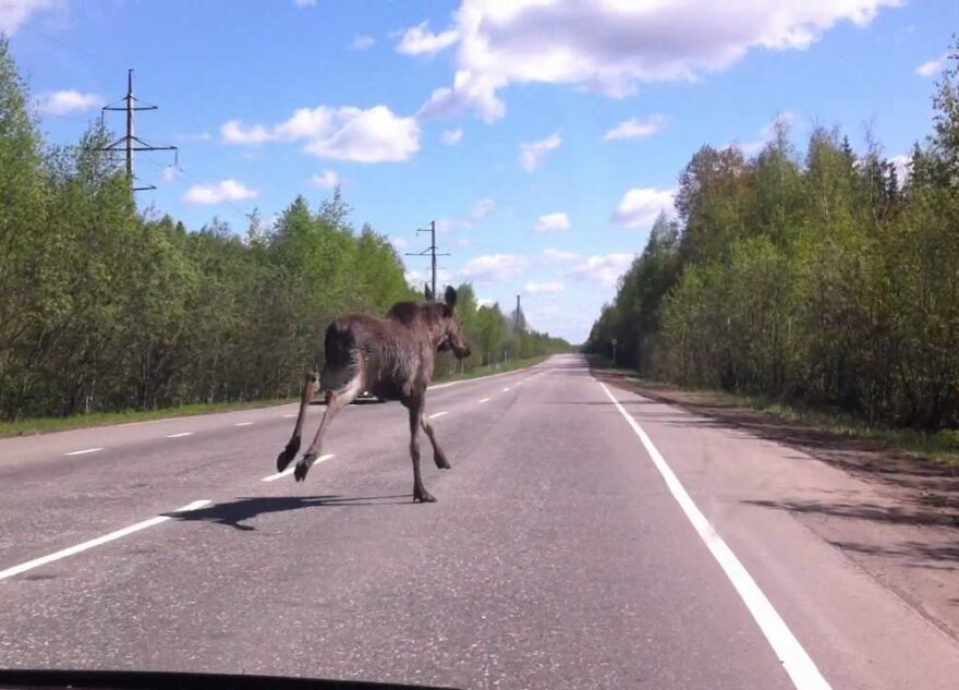 Водитель хотел подвезти молодого лося в Тверской области   Водитель хотел подвезти молодого лося в Тверской области