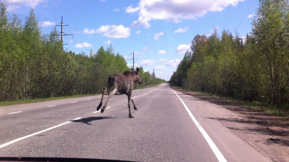 Водитель хотел подвезти молодого лося в Тверской области | ТОП Тверь новости