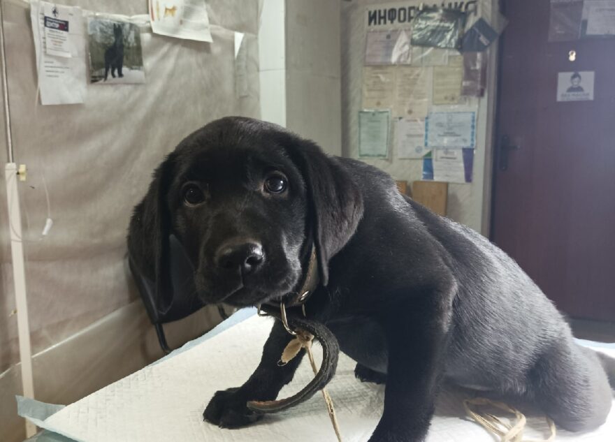 В Тверской области щенка оставили умирать в лесу