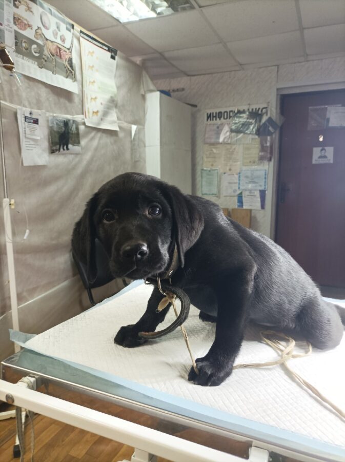 В Тверской области щенка оставили умирать в лесу