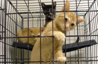 В России запретят торговать животными в зоомагазинах и на птичьих рынках В России запретят торговать животными в зоомагазинах и на птичьих рынках