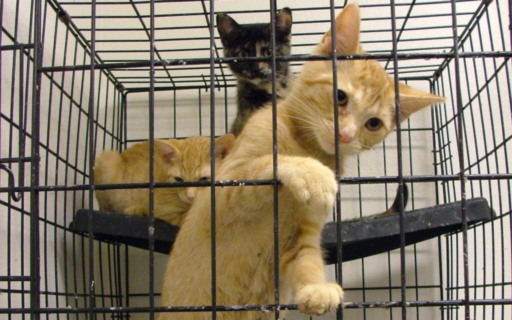 В России запретят торговать животными в зоомагазинах и на птичьих рынках