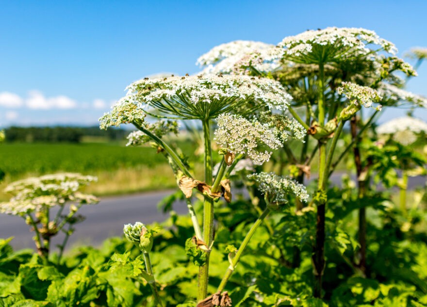 В Тверской области продолжается борьба с борщевиком