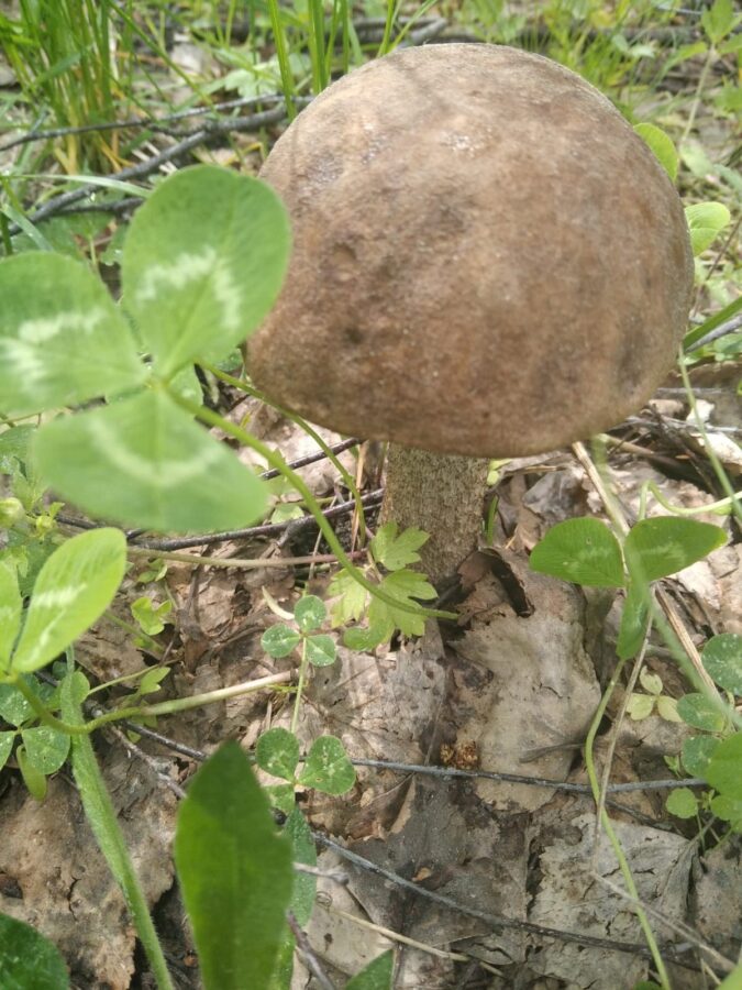 Выяснилось, где в Тверской области уже пошли настоящие грибы