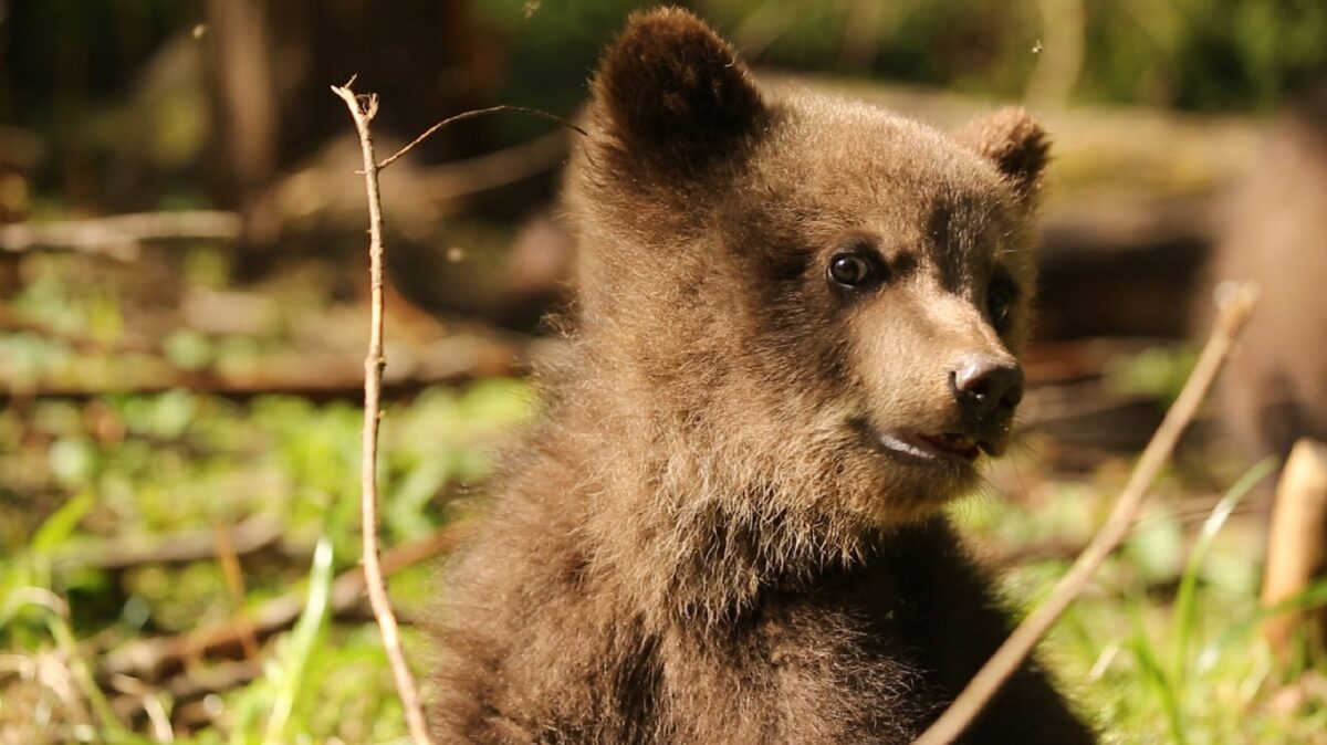 Спасенный медвежонок Шима в Тверской области обретает счастье в игровой