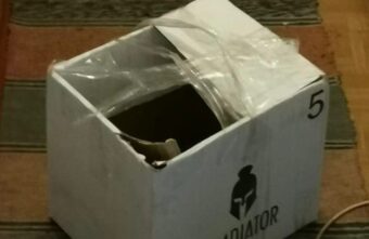 Неизвестные обрекли маленьких котят на смерть на жаре