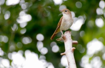 Соловьи по утрам завораживают песнями жителей Тверской области