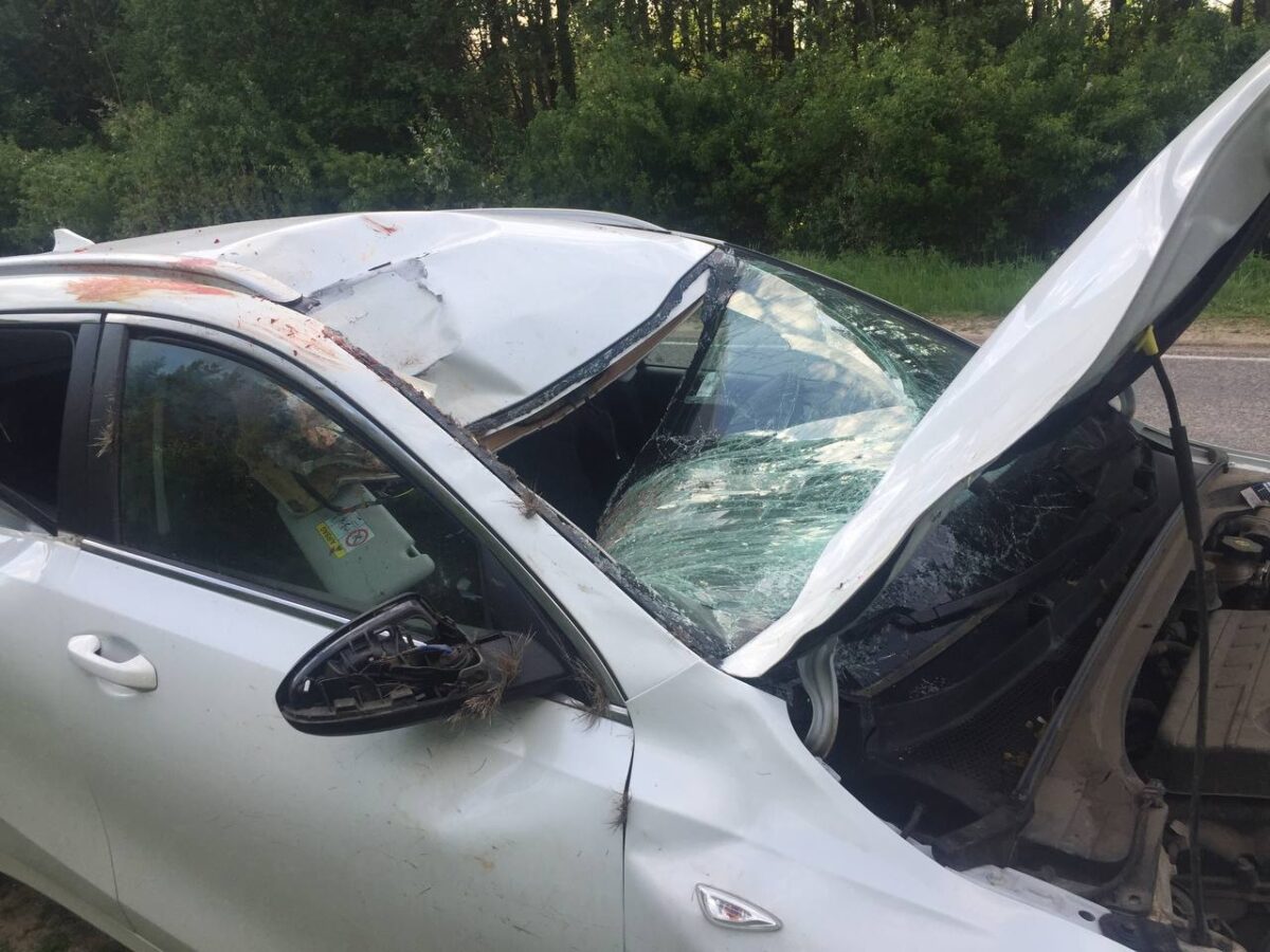 Встреча на дороге с лосём в Тверской области закончилась трагедией