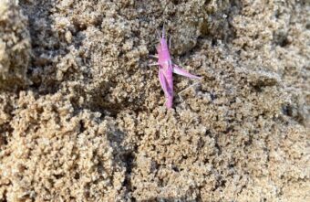 В Тверской области успели сфотографировать редкого кузнечика-мутанта