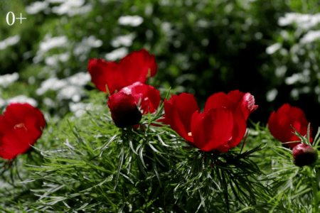 В старинном парке Твери расцвели пионы