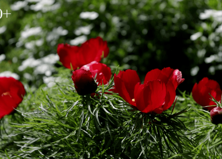 В старинном парке Твери расцвели пионы