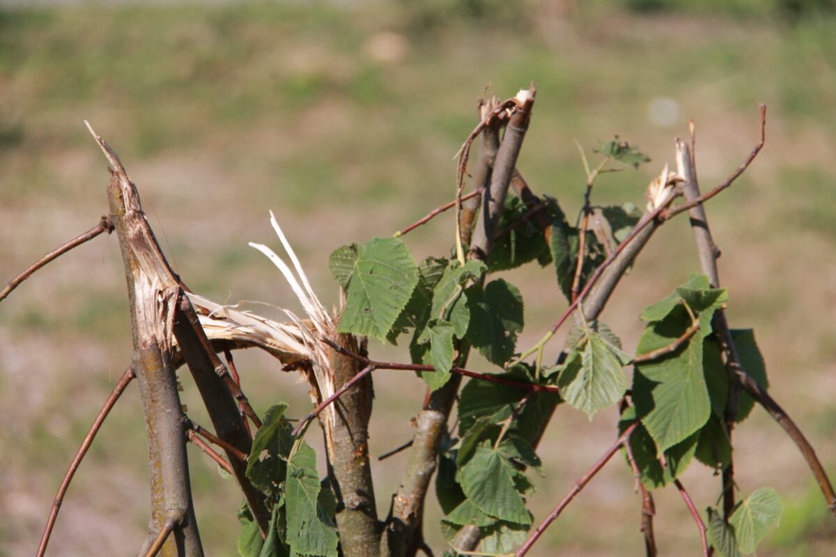 Безнадзорные лошади уничтожили красивые липы в Тверской области