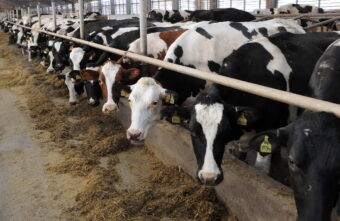 Сельскохозяйственные организации Тверской области наращивают производство мяса и молока Сельскохозяйственные организации Тверской области наращивают производство мяса и молока