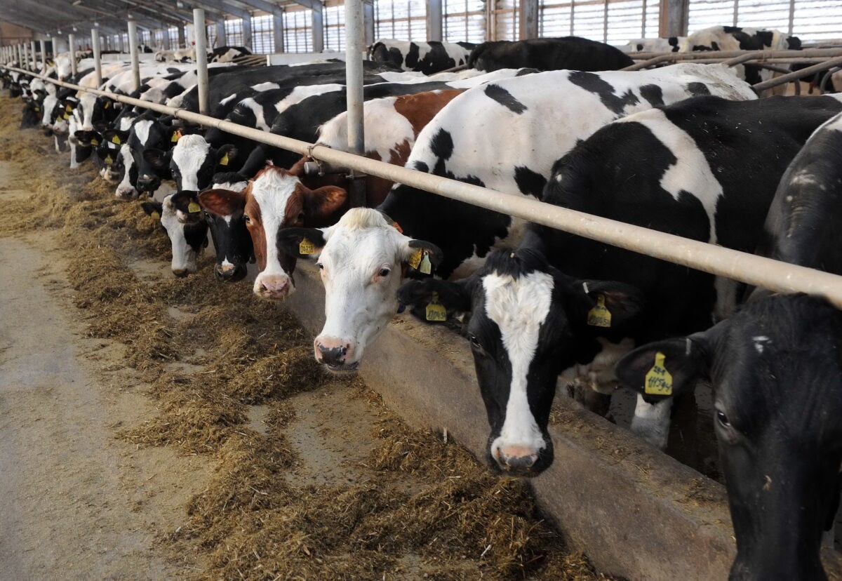 Сельскохозяйственные организации Тверской области наращивают производство мяса и молока