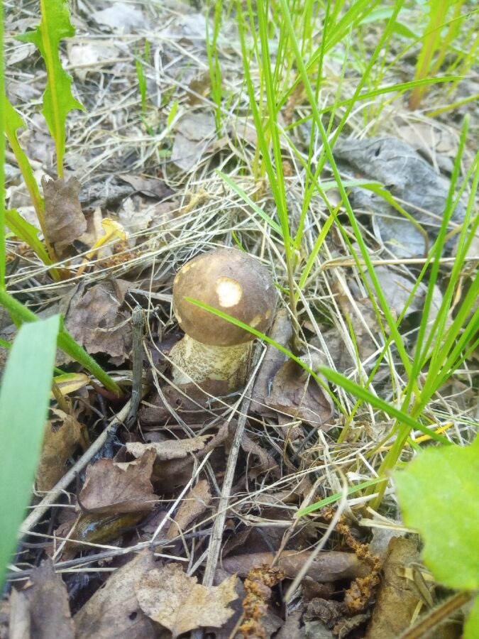 Выяснилось, где в Тверской области уже пошли настоящие грибы