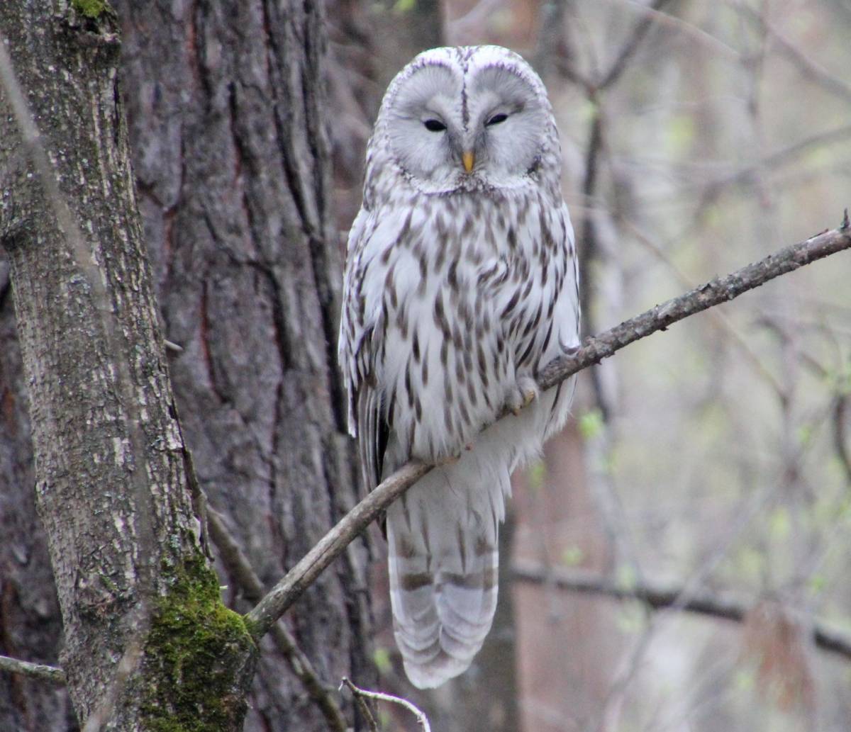 Уральскую сову из Красной Книги пытались незаконно продать в Тверской области