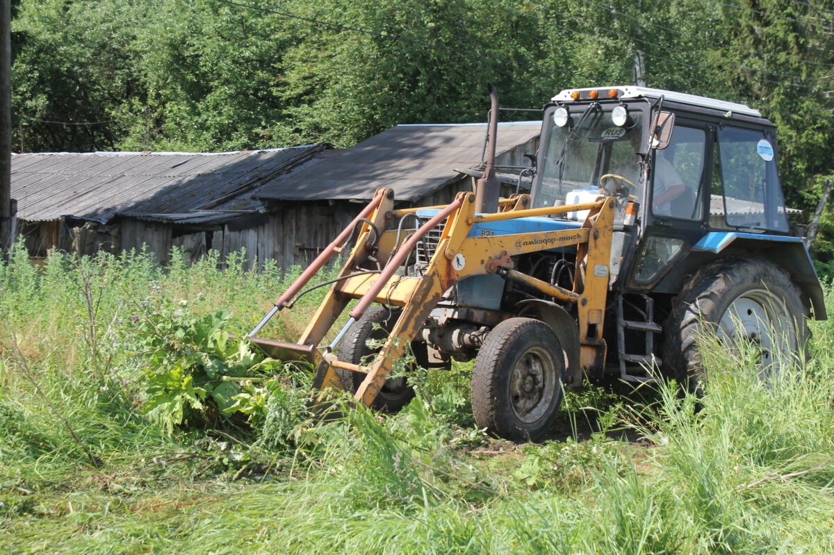 В Твери продолжается борьба с борщевиком Сосновского