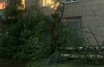В Тверской области ураган валил огромные деревья