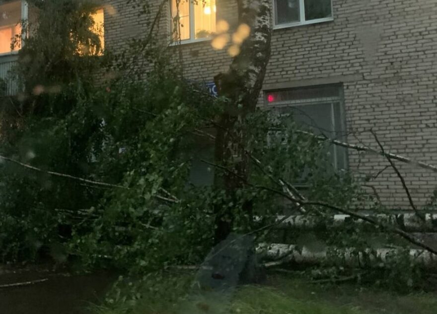 В Тверской области ураган валил огромные деревья