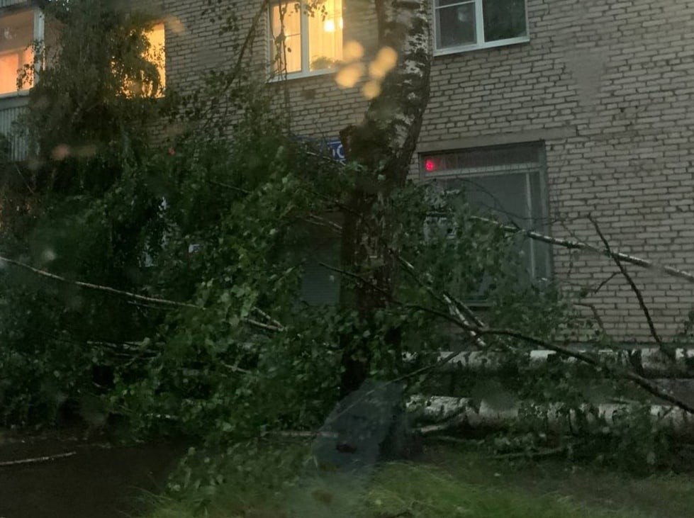 В Тверской области ураган валил огромные деревья