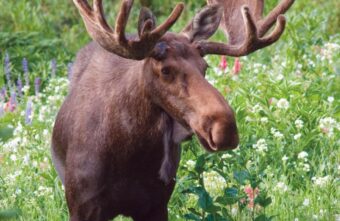 В Тверской области спасли раненого лося из реки