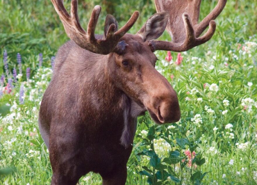 В Тверской области спасли раненого лося из реки