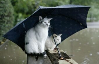 Синоптики рассказали, когда из Тверской области уйдёт ненастная погода