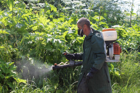 В Твери продолжается борьба с борщевиком Сосновского В Твери продолжается борьба с борщевиком Сосновского