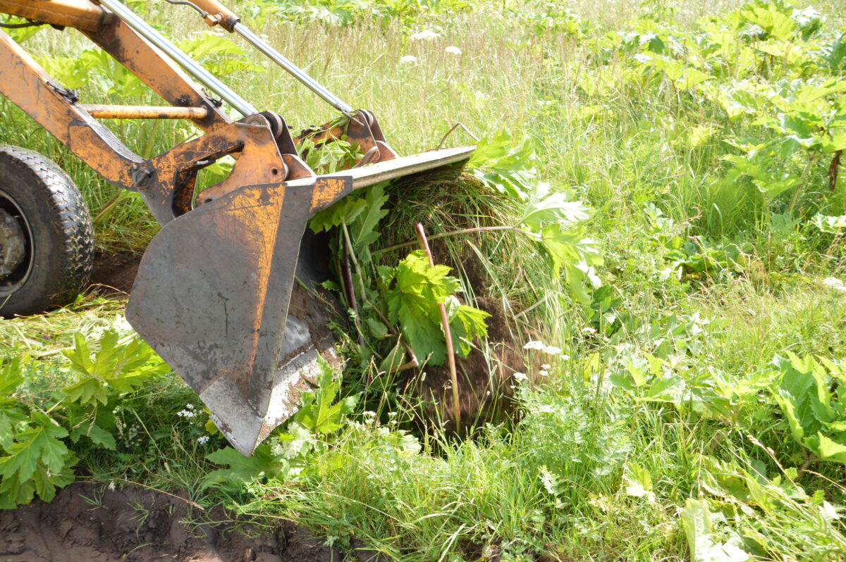 В Твери продолжается борьба с борщевиком Сосновского