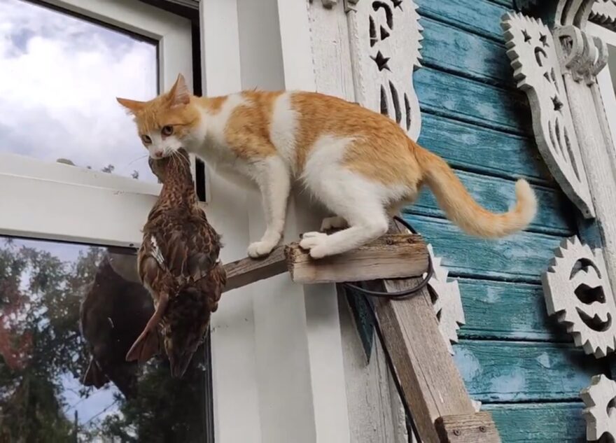 В Тверской области кот принес домой утку